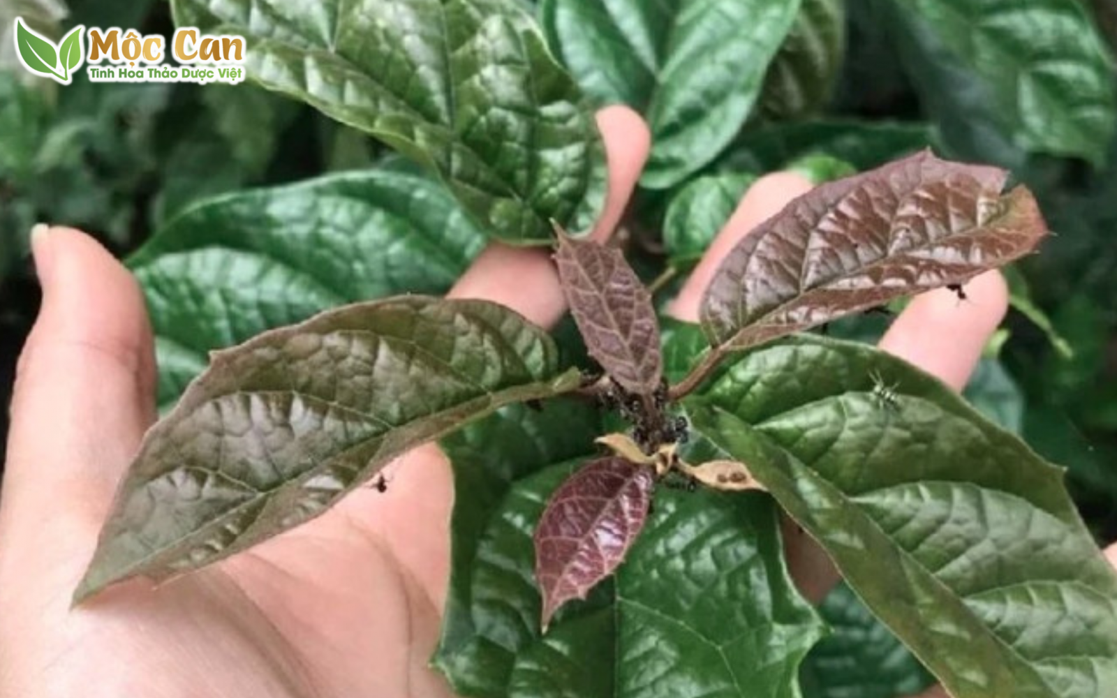 CÓ NÊN UỐNG NƯỚC XẠ ĐEN HẰNG NGÀY? 1